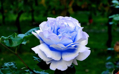 Light Blue Osiria Rose Flower seeds for Planting - Shade Tolerant, Heirloom & GMO Free Seeds for Home Garden