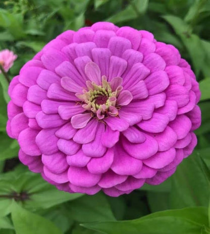 Violet Zinnia Flower seeds for Planting Long Bloom Season Heirloom & GMO Free Seeds for Home Garden