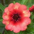 Red Willmott Flower seeds for Planting Premium Quality, Heirloom & GMO Free Seeds for Home Garden seeds for planting