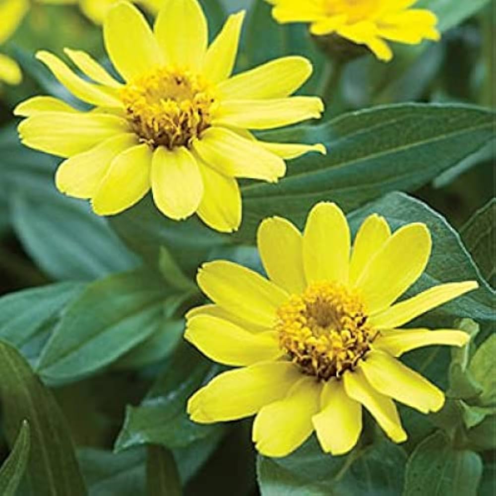 Premium Yellow Profusion Flower seeds for Planting Shade Tolerant, Heirloom & GMO Free Seeds for Home Garden seeds