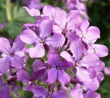 High quality Night Scented Stock Seeds Flower seeds for Planting Pollinator Friendly, Heirloom & GMO Free Seeds for Home Garden seeds pack