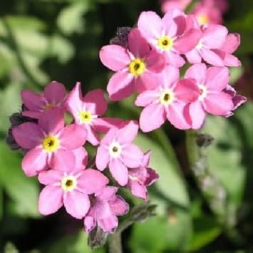 Pink Myosotis Flower seeds for Planting Pollinator Friendly, Heirloom & GMO Free Seeds for Home Garden seeds for planting