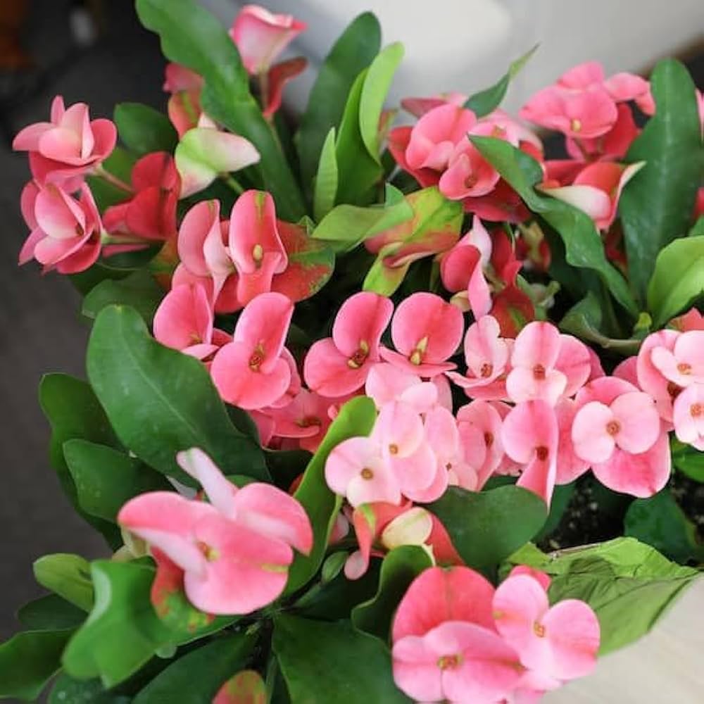 Premium Light Pink Euphorbia Milii Flower seeds for Planting Perfect for Borders, Heirloom & GMO Free Seeds for Home Garden seeds