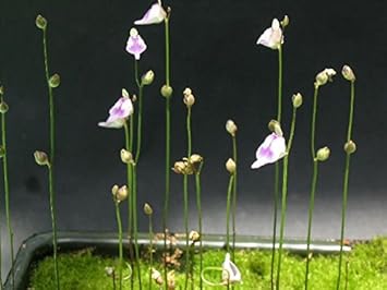 High quality Utricularia Arenaria Flower seeds for Planting Cottage Garden Essential, Heirloom & GMO Free Seeds for Home Garden seeds pack