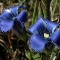 Blue Gentian Fringed Flower seeds for Planting Fragrant Blossoms, Heirloom & GMO Free Seeds for Home Garden seeds for planting