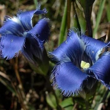 Blue Gentian Fringed Flower seeds for Planting Fragrant Blossoms, Heirloom & GMO Free Seeds for Home Garden seeds for planting