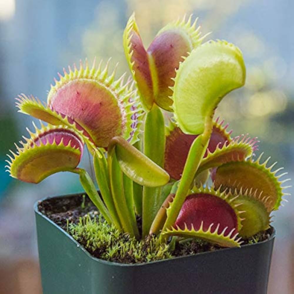 Venus Fly Trap Planting Seeds - Exotic Carnivorous Plant For Indoor Gardening & Home Decor