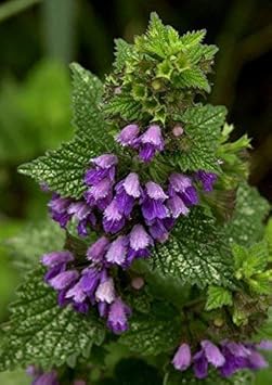 High quality Purple Horehound Flower seeds for Planting Drought Tolerant, Heirloom & GMO Free Seeds for Home Garden seeds pack