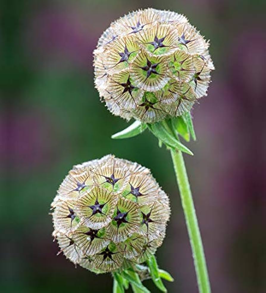 Drumstick Scabiosa Flower seeds for Planting Shade Tolerant Heirloom & GMO Free Seeds for Home Garden