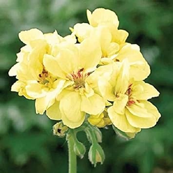 Light Yellow Geraniums Flower seeds for Planting Compact Growth, Heirloom & GMO Free Seeds for Home Garden seeds for planting