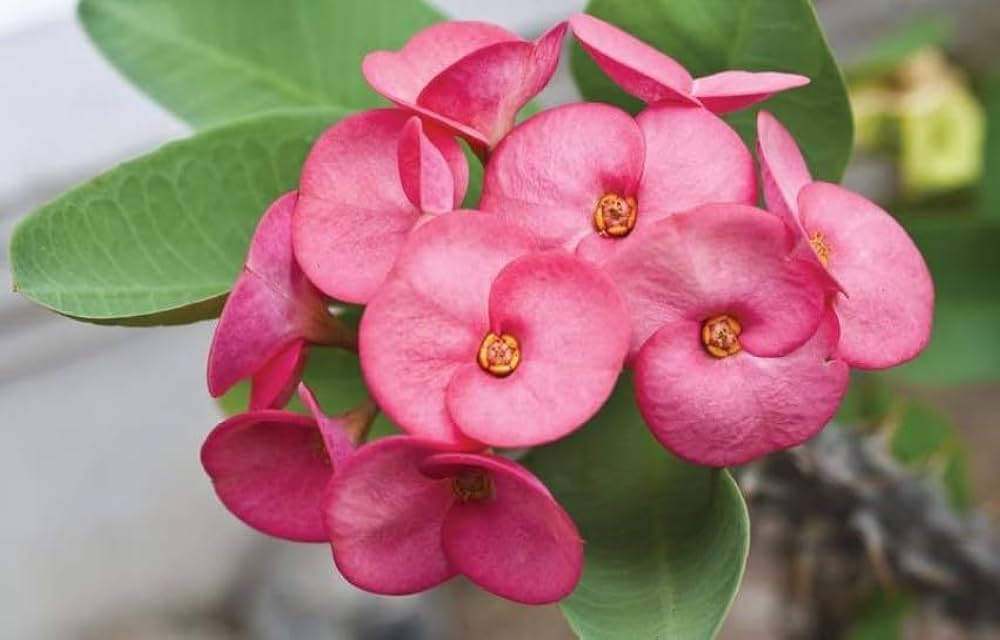 Pink Green Euphorbia Milii Flower seeds for Planting Seasonal Bloomer, Heirloom & GMO Free Seeds for Home Garden seeds for planting