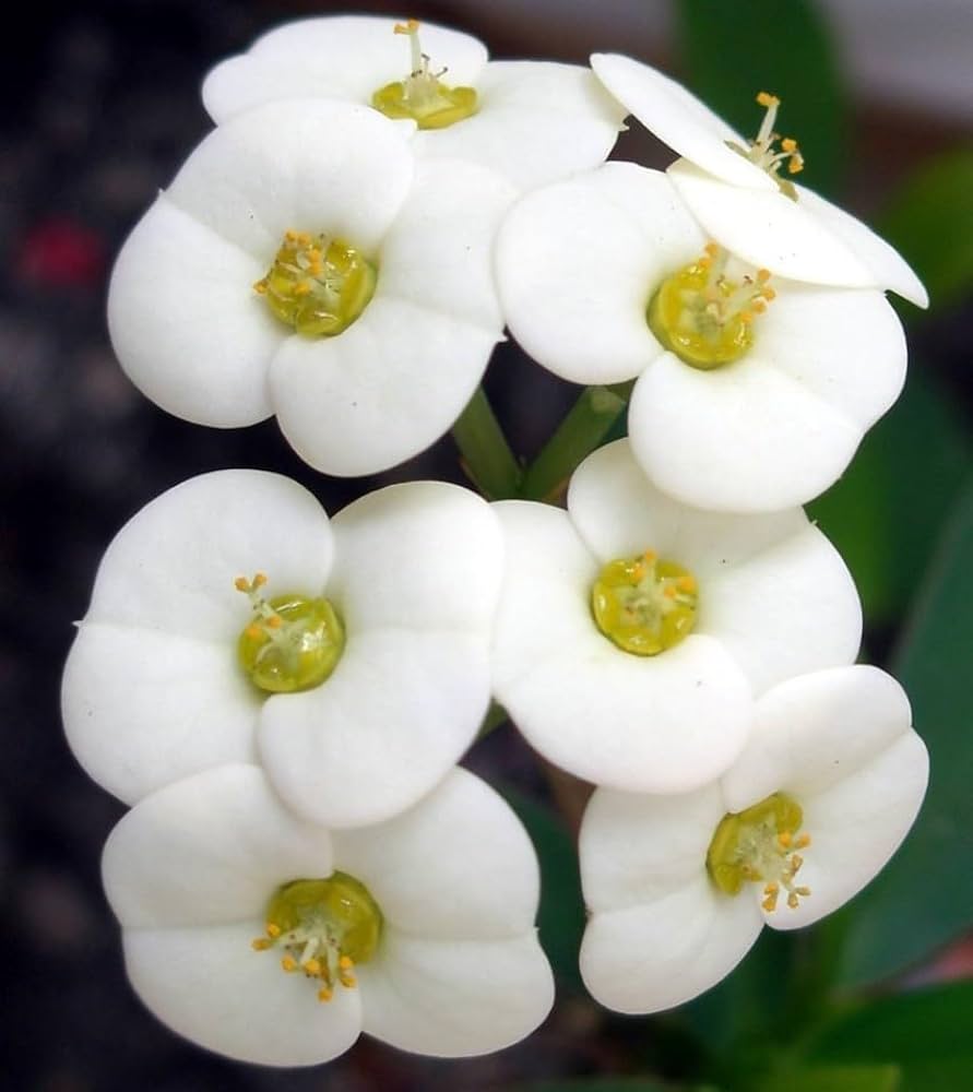 White Euphorbia Milii Flower seeds for Planting Vibrant Colors, Heirloom & GMO Free Seeds for Home Garden vegetable and garden seeds