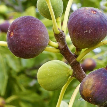 Fig Fruits Seeds for Planting - Grow Delicious Homegrown Figs