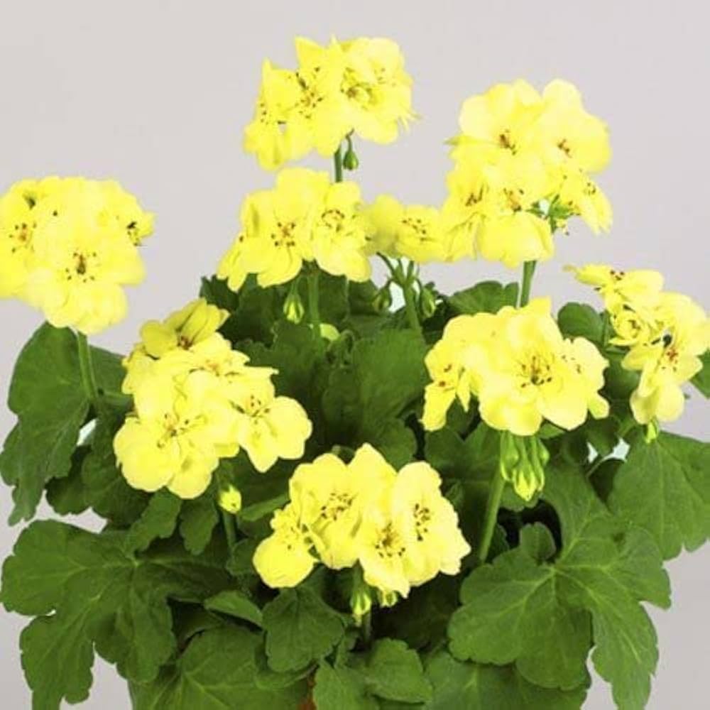 Thick Yellow Geranium Flower seeds for Planting Garden Favorite, Heirloom & GMO Free Seeds for Home Garden seeds for planting