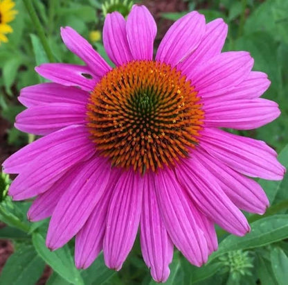 ConeFlower seeds for Planting Wildflower Mix Heirloom & GMO Free Seeds for Home Garden