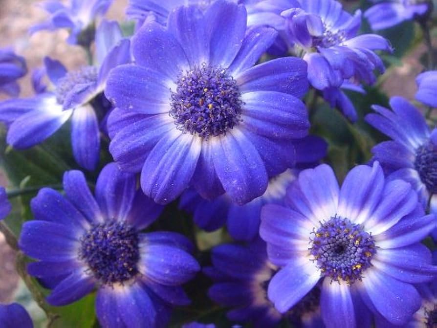 High quality Purple Iberidifolia Flower seeds for Planting Vibrant Colors, Heirloom & GMO Free Seeds for Home Garden seeds pack