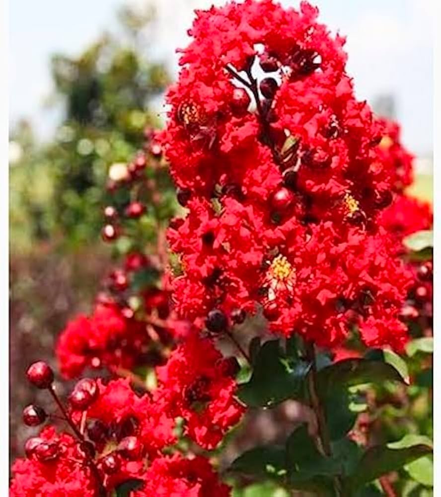Red Crape Tree Flower seeds for Planting Long Bloom Season, Heirloom & GMO Free Seeds for Home Garden vegetable and garden seeds