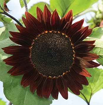 High quality Burgundy SunFlower seeds for Planting Low Maintenance, Heirloom & GMO Free Seeds for Home Garden seeds pack