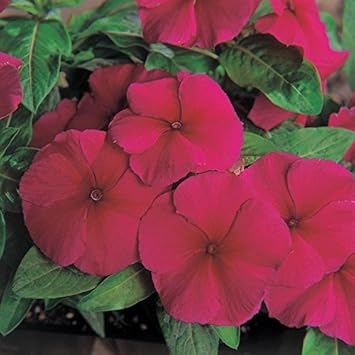 High quality Purple Vinca Flower seeds for Planting Compact Growth, Heirloom & GMO Free Seeds for Home Garden seeds pack