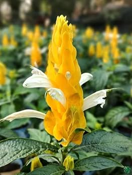 Premium Yellow Crossandra Flower seeds for Planting Garden Favorite, Heirloom & GMO Free Seeds for Home Garden seeds