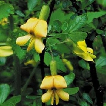 Yellow Astragalus Flower seeds for Planting Wildflower Mix, Heirloom & GMO Free Seeds for Home Garden seeds for planting