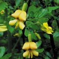 Yellow Astragalus Flower seeds for Planting Wildflower Mix, Heirloom & GMO Free Seeds for Home Garden seeds for planting