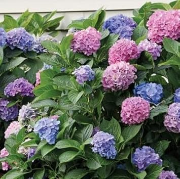 Mixed Hydrangea Flower seeds for Planting Hardy Variety, Heirloom & GMO Free Seeds for Home Garden seeds for planting