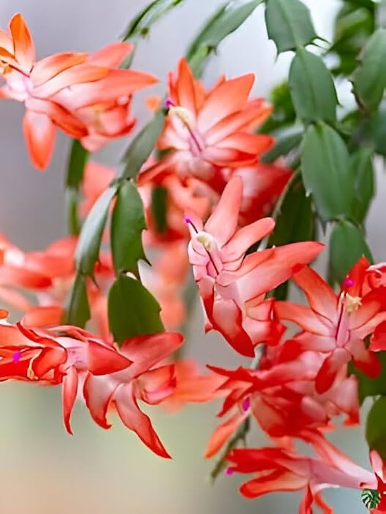 Peach Zygocactus Truncatus Flower seeds for Planting Easy to Grow, Heirloom & GMO Free Seeds for Home Garden vegetable and garden seeds