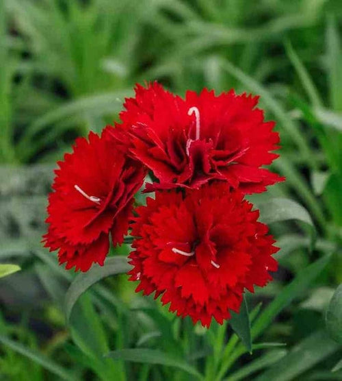 Premium Burgundy Dianthus Flower seeds for Planting Cut Flower Favorite, Heirloom & GMO Free Seeds for Home Garden Sale seeds