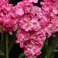 Pink Matthiola Incana Flower seeds for Planting Long Bloom Season, Heirloom & GMO Free Seeds for Home Garden seeds for planting