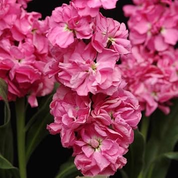 Pink Matthiola Incana Flower seeds for Planting Long Bloom Season, Heirloom & GMO Free Seeds for Home Garden seeds for planting