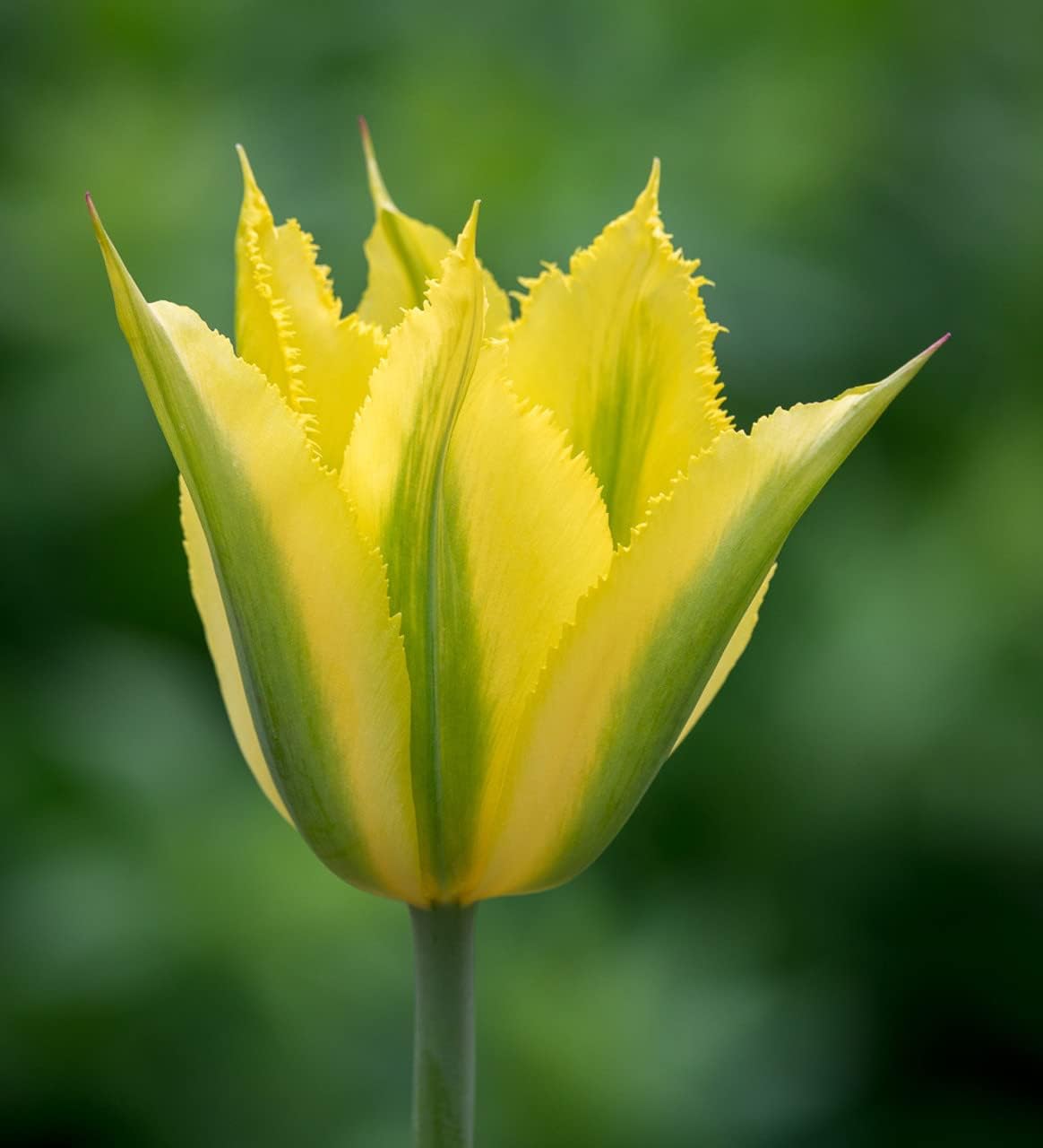 Yellow Green Tulip Flower seeds for Planting Cottage Garden Essential, Heirloom & GMO Free Seeds for Home Garden seeds for planting