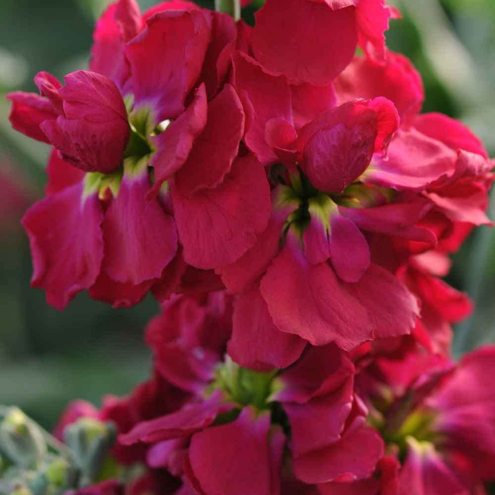 Maroon Matthiola Incana Flower seeds for Planting Long Bloom Season, Heirloom & GMO Free Seeds for Home Garden vegetable and garden seeds