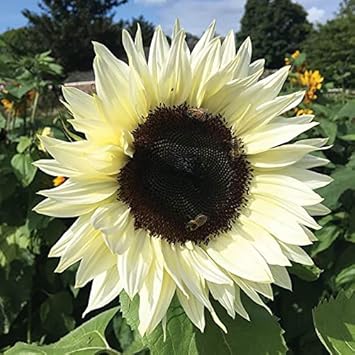 Cream Sunflower Flower seeds for Planting Fragrant Blossoms, Heirloom & GMO Free Seeds for Home Garden seeds for planting