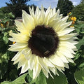 Cream Sunflower Flower seeds for Planting Fragrant Blossoms, Heirloom & GMO Free Seeds for Home Garden seeds for planting