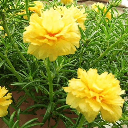 Portulaca Grandiflora Flower Flower seeds for Planting Wildflower Mix Heirloom & GMO Free Seeds for Home Garden