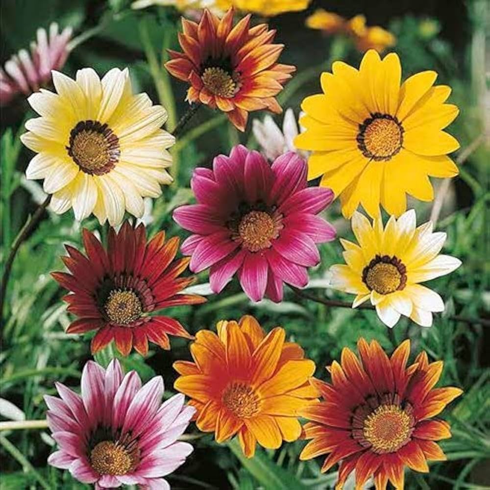 Gazania Sunshine Flower seeds for Planting Garden Favorite, Heirloom & GMO Free Seeds for Home Garden seeds for planting