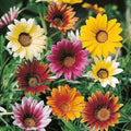 Gazania Sunshine Flower seeds for Planting Garden Favorite, Heirloom & GMO Free Seeds for Home Garden seeds for planting