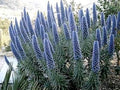 Blue Fastuosum Flower seeds for Planting Easy to Grow, Heirloom & GMO Free Seeds for Home Garden seeds for planting