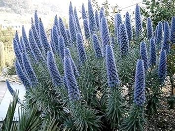 Blue Fastuosum Flower seeds for Planting Easy to Grow, Heirloom & GMO Free Seeds for Home Garden seeds for planting