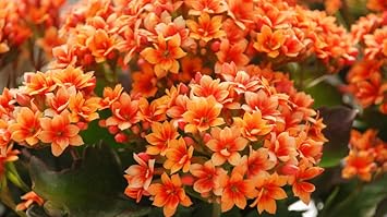 Red Yellow Kalanchoe Flower seeds for Planting Perfect for Borders, Heirloom & GMO Free Seeds for Home Garden vegetable and garden seeds