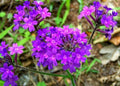 Hastata Flower seeds for Planting Shade Tolerant, Heirloom & GMO Free Seeds for Home Garden seeds for planting