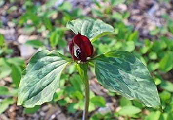 Premium Green Trillium Flower seeds for Planting Low Maintenance, Heirloom & GMO Free Seeds for Home Garden seeds