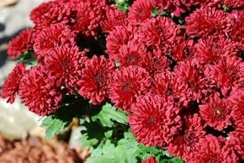 Chrysanthemum Deep Red Flower seeds for Planting Long Bloom Season, Heirloom & GMO Free Seeds for Home Garden vegetable and garden seeds