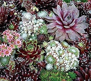 Mixed Sempervivum Flower seeds for Planting Long Bloom Season, Heirloom & GMO Free Seeds for Home Garden vegetable and garden seeds