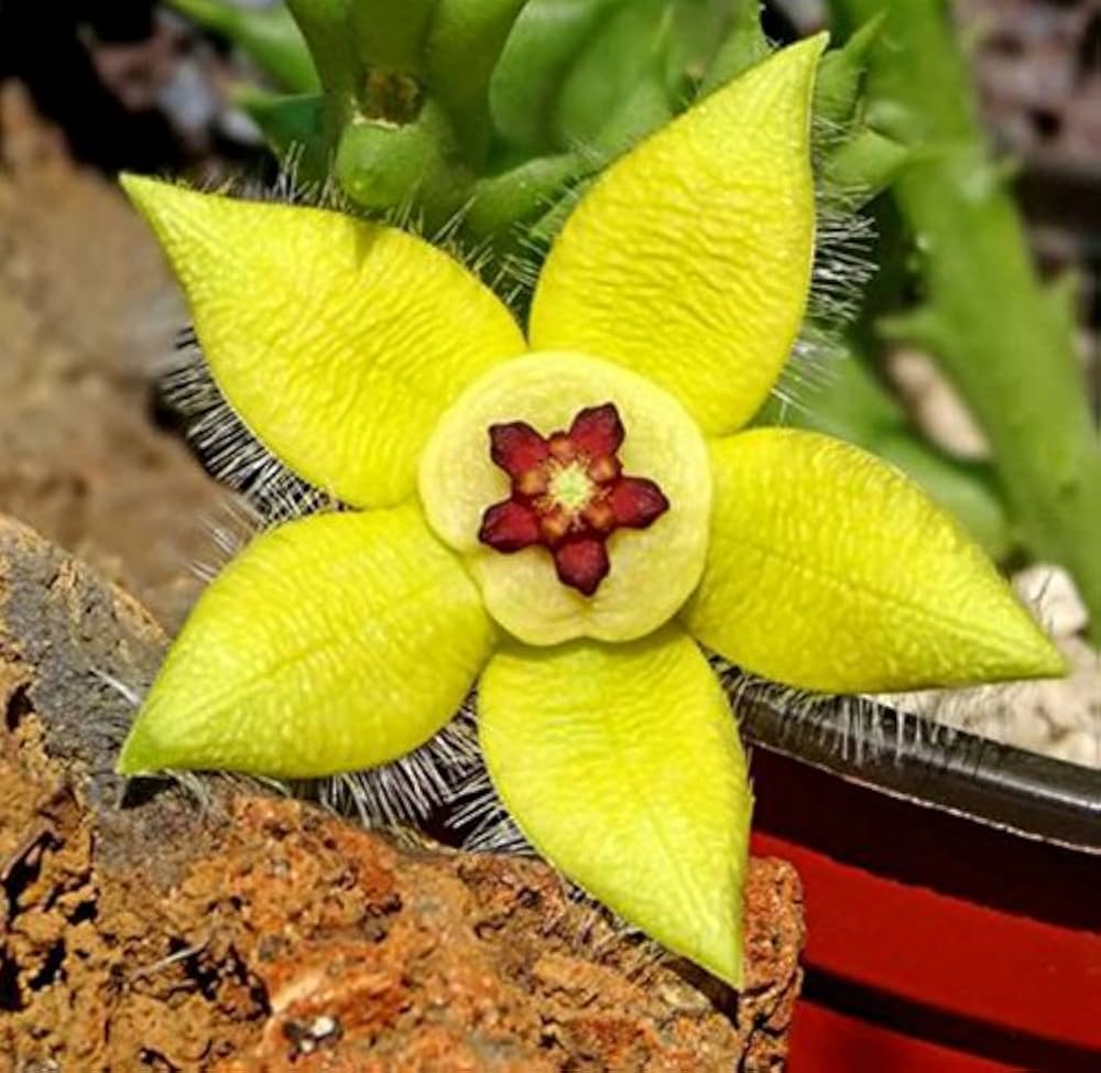Premium Stapelia Pulchella Flower seeds for Planting Cut Flower Favorite, Heirloom & GMO Free Seeds for Home Garden seeds