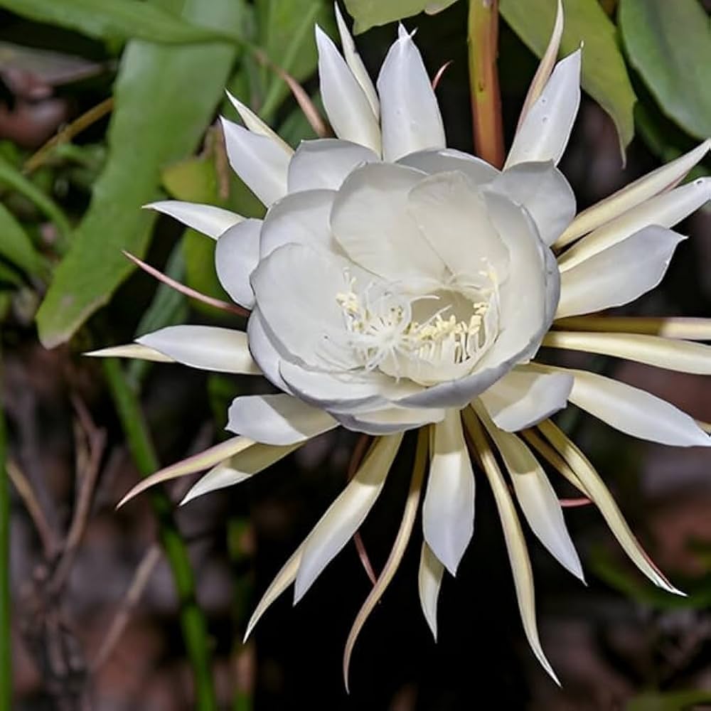 Premium Epiphyllum Oxypetalum Flower seeds for Planting Pollinator Friendly, Heirloom & GMO Free Seeds for Home Garden seeds
