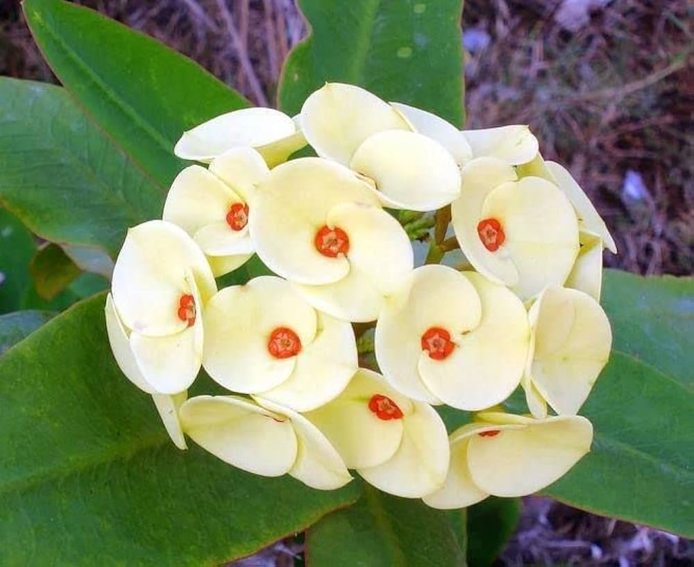 Crown of Thorn Flower seeds for Planting - Premium Quality, Heirloom & GMO Free Seeds for Home Garden