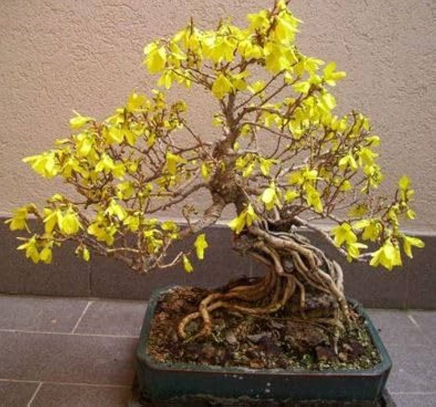 Yellow Simsii Bonsai Planting Seeds