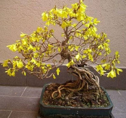 Yellow Simsii Bonsai Planting Seeds